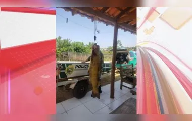 Peixe de 90 kg foi pescado ilegalmente