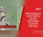 Impressionante: vídeo mostra jacarés disputando sucuri no Pantanal