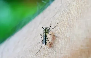 Saúde confirma 431 novos casos de dengue no Paraná; saiba mais
