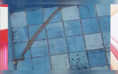 Cobra jararaca dá 'mergulho' em piscina da região e assusta moradores