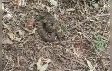 A serpente da espécie cascavel foi vista na tarde dessa sexta-feira (22)