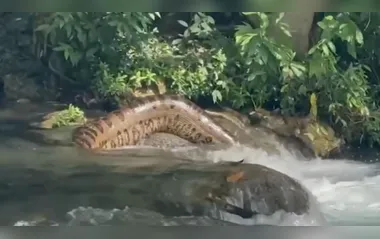 Sucuri gigante desliza por rio no Pantanal e chama atenção; veja vídeo