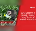 Macaco persegue mulher e 'rouba' caldo de cana no Paraná