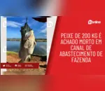 Peixe de 200 kg é achado morto em canal de abastecimento de fazenda