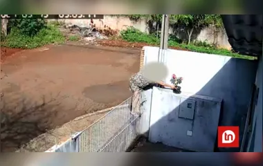 Câmera flagra mulher escalando portão e furtando planta em Apucarana