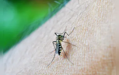 Crianças de até 5 anos morrem mais de dengue, revela pesquisa