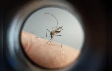 Arapongas tem mais três mortes por dengue confirmadas