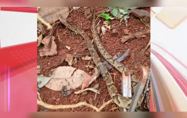 Cobra jararaca assusta moradores e é capturada em casa de Arapongas