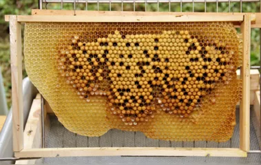 Apicultora de Kaloré denuncia suposto  envenenamento de abelhas