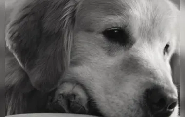 Homem compra anúncio de 25 milhões de reais no Super Bowl para agradecer veterinários por terem curado seu cão do câncer